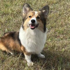Nayvee - Pembroke Welsh Corgi