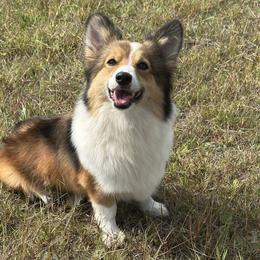 Nayvee - Pembroke Welsh Corgi