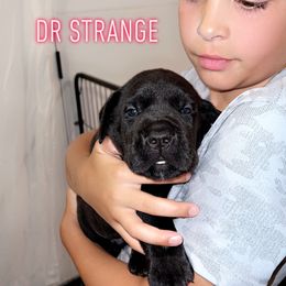 Cane Corso Puppies from Rock Creek Cane Corso