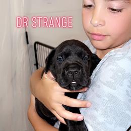 Cane Corso Puppies from Rock Creek Cane Corso
