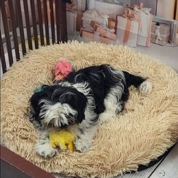 Ike AKC - Black and white male Shih Tzu puppy in Troutville, Virginia from Mountain Pass Barn