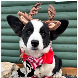 Ozzy - Cardigan Welsh Corgi