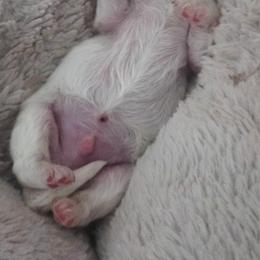Boy 1 - White male Bichon Frise puppy in Freehold, New Jersey from Michael & Nataliya's Pups