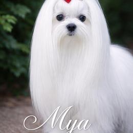 Mya - Maltese