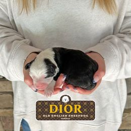 Dior - Gray and white female Old English Sheepdog puppy in Cleveland, Tennessee from Narrow Path Old English & Sheepadoodles