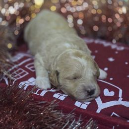 Cupid - Apricot male Goldendoodle puppy in Home, Pennsylvania from Plum Creek Acres Next Generation