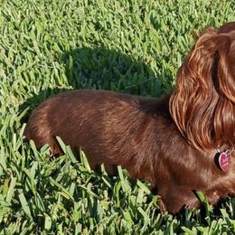 Dachshunds from Jax and Lily's Dachshund Puppies of Florida