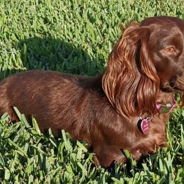 Dachshunds from Jax and Lily's Dachshund Puppies of Florida