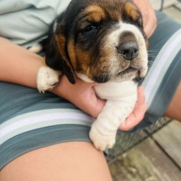 Basset Hound Puppies from Smith Family Farms Basset Hounds
