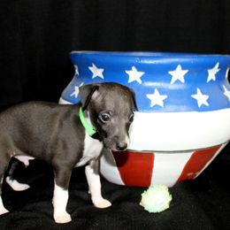 Boston Terrier and Italian Greyhound Puppies from 4Ever Boston Terriers & Italian Greyhounds