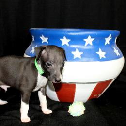 Boston Terrier and Italian Greyhound Puppies from 4Ever Boston Terriers & Italian Greyhounds