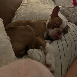 Boston Terrier Puppies from Stewie’s Bostons