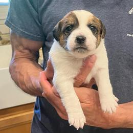 Arnold - White and tan male Russell Terrier puppy in Orange, Virginia from Woodside