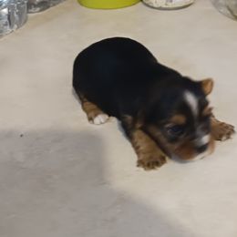 Biewer Terrier and Yorkshire Terrier Puppies from Cynthia's Biewer Puppies