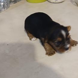 Biewer Terrier and Yorkshire Terrier Puppies from Cynthia's Biewer Puppies