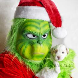 Snow White (Purple Collar) girl - Parti female Goldendoodle puppy in Corona, California from Fluffy Puppy Mini Doodles LLC