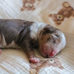 Wren - Red merle female Miniature Australian Shepherd puppy in Melbourne, Florida from True Spirited Aussies