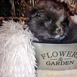 Pomeranian Puppies from Lovingood Farms