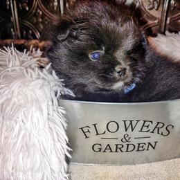 Pomeranian Puppies from Lovingood Farms