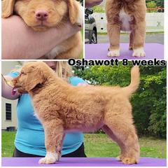 Nova Scotia Duck Tolling Retriever Puppies from Mystic Tollers