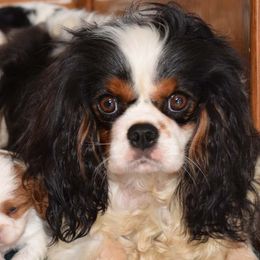Etta - Cavalier King Charles Spaniel