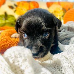 Ford - Black tri male Miniature Australian Shepherd puppy in Wauchula, Florida from Sun & Moon Aussies