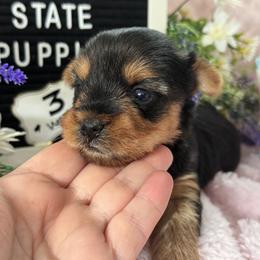 Dixie - Black and gold female Yorkshire Terrier puppy in Charleston, West Virginia from Mountain State Puppies