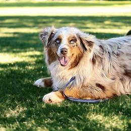 Fiona - Australian Shepherd