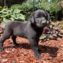 Harold - Black male Labrador Retriever puppy in Alger, Ohio from Osborne Family Retrievers