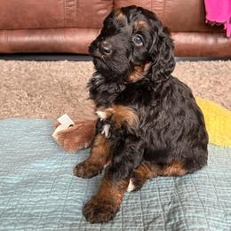 Autum - Tri-color female Bernedoodle puppy in Newkirk, Oklahoma from Dirty Dogs Doodles