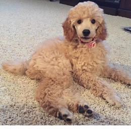 Poodles from Nubian Mini Poodles