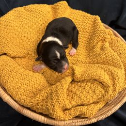Noelle - Black & white female Miniature Australian Shepherd puppy in Clarksville, Tennessee from Southern Oak Pups