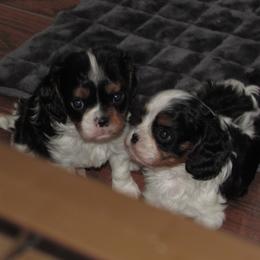 Cavalier King Charles Spaniel puppies from Lori's Cavalier King Charles Spaniels & Dachshunds