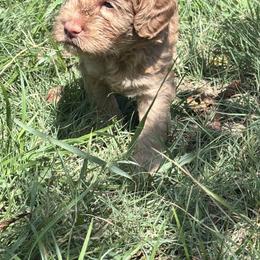 Maui - Caramel male Labradoodle puppy in Manchaca, Texas from Heartrock Labradoodles