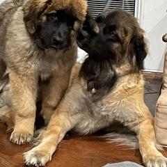 Leonberger Puppies from Sinnsro Leonbergers