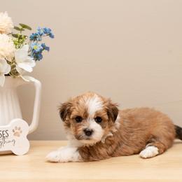 Hailey - Red female Havanese puppy in North Lawrence, Ohio from Tiffany's Havanese