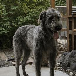 Irish Wolfhounds from Juniper Creek Irish Wolfhounds
