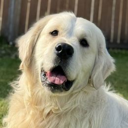 Dachshunds and Golden Retrievers from 11 Oaks Kennels
