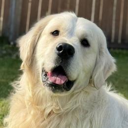 Dachshunds and Golden Retrievers from 11 Oaks Kennels