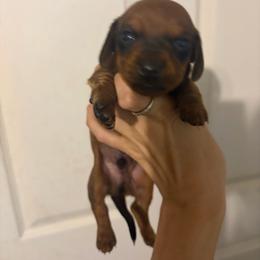 Peanut - Red male Dachshund puppy in Conroe, Texas from R&M Dachshunds