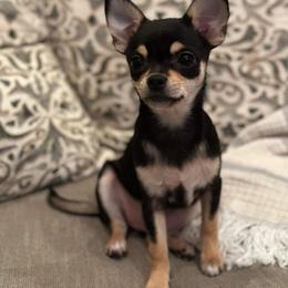 Chihuahua Puppies from Sophia Jade's Chi Brigade