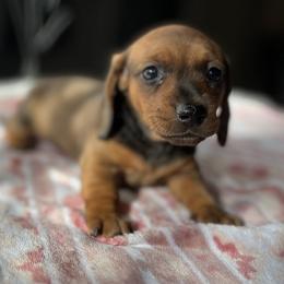 Eve - Red Dachshund puppy in Hawthorne, Florida from Circle M Dachshunds