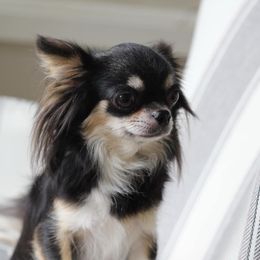 Maggie - Chihuahua