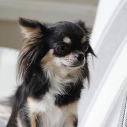 Maggie - Chihuahua