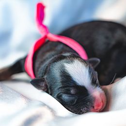 Australian Shepherd, Miniature Australian Shepherd, and Toy Australian Shepherd Puppies from Salty LeBlanc Aussies