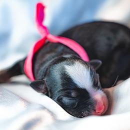 Australian Shepherd, Miniature Australian Shepherd, and Toy Australian Shepherd Puppies from Salty LeBlanc Aussies
