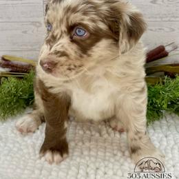 Cindy-Lou - Red merle female Australian Shepherd puppy in Thornton, Colorado from 303 Aussies