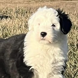 Old English Sheepdogs from Rainbow Acres Old English Sheepdogs