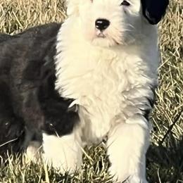 Old English Sheepdogs from Rainbow Acres Old English Sheepdogs