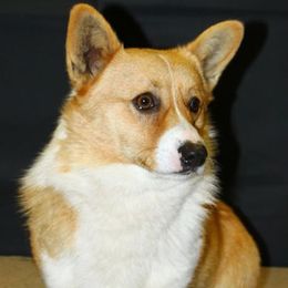 Pembroke Welsh Corgi puppies from AB Ranch
